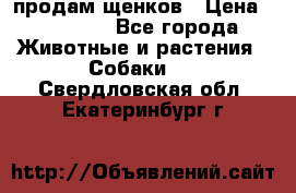 продам щенков › Цена ­ 15 000 - Все города Животные и растения » Собаки   . Свердловская обл.,Екатеринбург г.